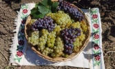 Продавам грозде сорт Мускат Отонел
