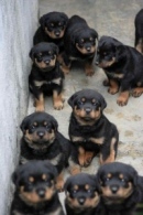 i have adorable male female Rottweilers puppies