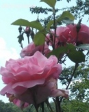 Розова храстовидна роза