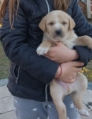 Подарявам 7 малки кученца - Пловдив