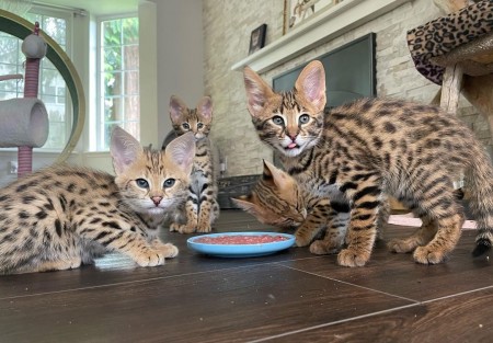caracal, serval, savannah kitten